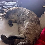 Smokey is registered to the contest to win money with this photo: cat, sleeping_cat, pet, fur, paw, tail, bed, blanket, red_blanket, cozy, indoor, sunlight, nap, whiskers, curled, domestic_cat, resting, feline, soft, bedroom