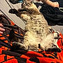 Smokey joined the competition — help win amazing prizes! cat, tabby_cat, belly_up, paws, paw_pads, fur, bed, blanket, orange_blanket, black_blanket, person_hand, tattooed_arm, smartphone, cozy, indoor, sleepy, stretch, closeup, gray_sheet, lounging