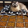 Smokey is registered to the contest to win money with this photo: cat, tabby, pet, feline, blanket, paw_pattern, tile_floor, indoor, loaf, resting, looking_at_camera, whiskers, ears, eyes, bed_frame, cozy, paws, striped, fur, portrait