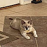 Posie is registered to the contest to win money with this photo: cat, pet, indoor, floor, tile, collar, bell, animal, cute, feline, resting, brown, white, ears, whiskers, door, figurine, home, playful, curious