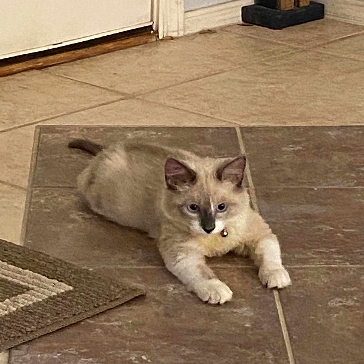 Posie is registered to the contest to win money with this photo: cat, pet, indoor, floor, tile, collar, bell, animal, cute, feline, resting, brown, white, ears, whiskers, door, figurine, home, playful, curious
