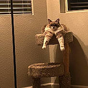 Posie joined the competition — help win amazing prizes! cat, cat_tree, indoor, furniture, window, blinds, carpet, pet, animal, relaxed, fluffy, orange, white, brown, legs, paws, resting, home, corner, shadow