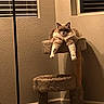 animal, blinds, brown, carpet, cat, cat_tree, corner, fluffy, furniture, home, indoor, legs, orange, paws, pet, relaxed, resting, shadow, white, window