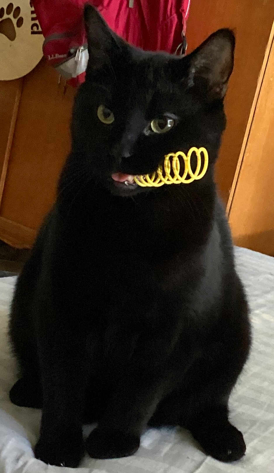 Binx joined the competition — help win amazing prizes! black_cat, cat, pet, indoor, bed, furniture, toy, yellow, tongue, mischievous, fur, whiskers, ears, eyes, mouth, paws, sitting, cozy, cabinet, clothing