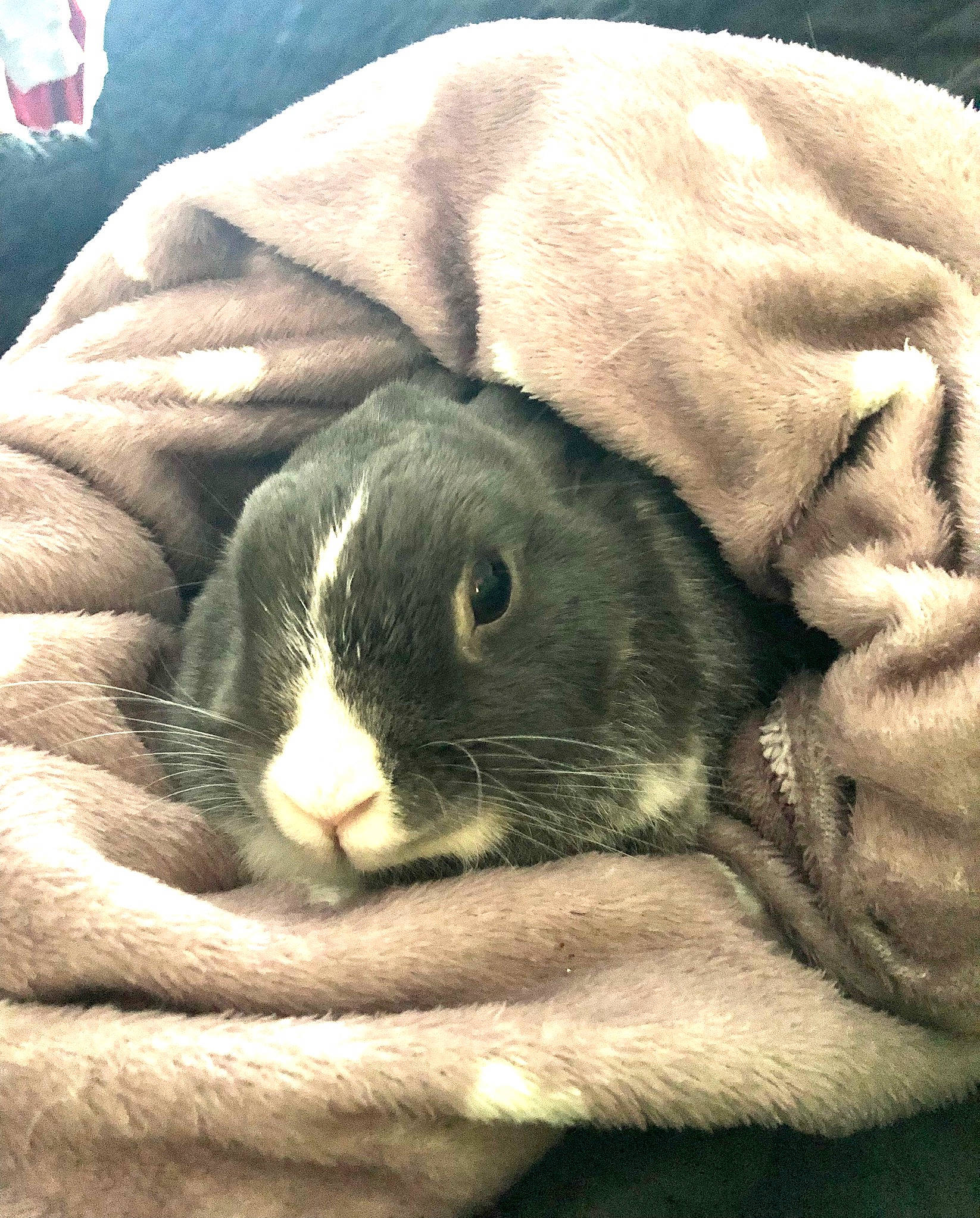 Lolly participe au concours pour gagner de l'argent avec cette photo : domestic_rabbit, ear, fawn, hare, rabbit, rabbits_and_hares, snout, whiskers, wood_rabbit