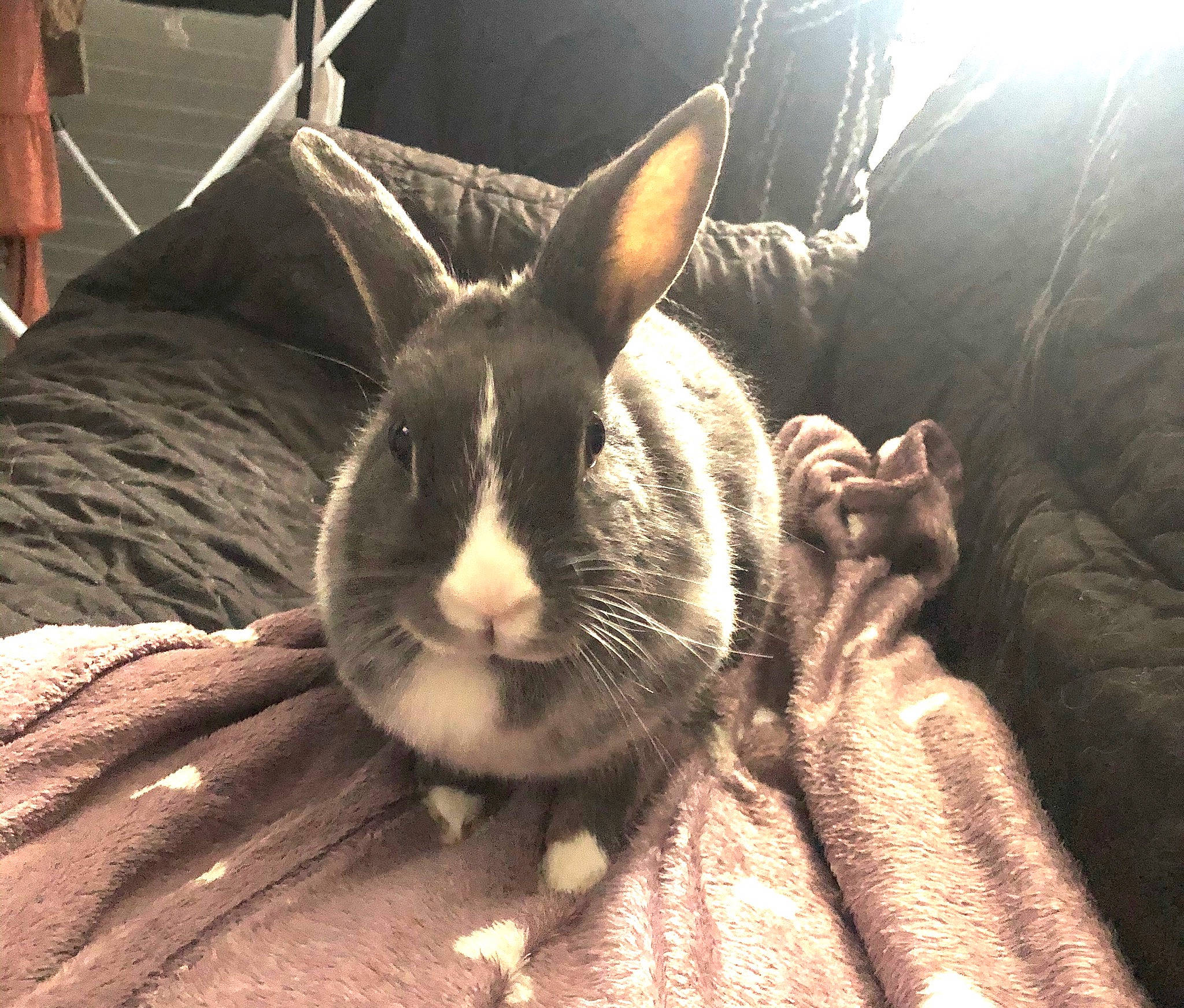 Lolly participe au concours pour gagner de l'argent avec cette photo : domestic_rabbit, ear, hare, mammal, rabbit, rabbits_and_hares, snout, whiskers