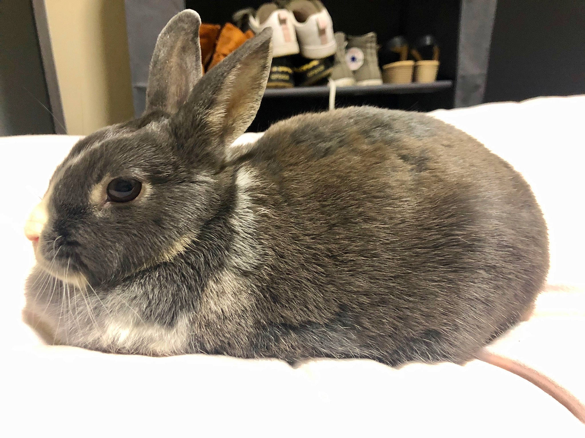 Lolly participe au concours pour gagner de l'argent avec cette photo : beige, degu, domestic_rabbit, ear, fawn, fur, hare, mammal, mountain_cottontail, organism, rabbit, rabbits_and_hares, rodent, snout, snowshoe_hare, vertebrate, whiskers, wildlife, wood_rabbit