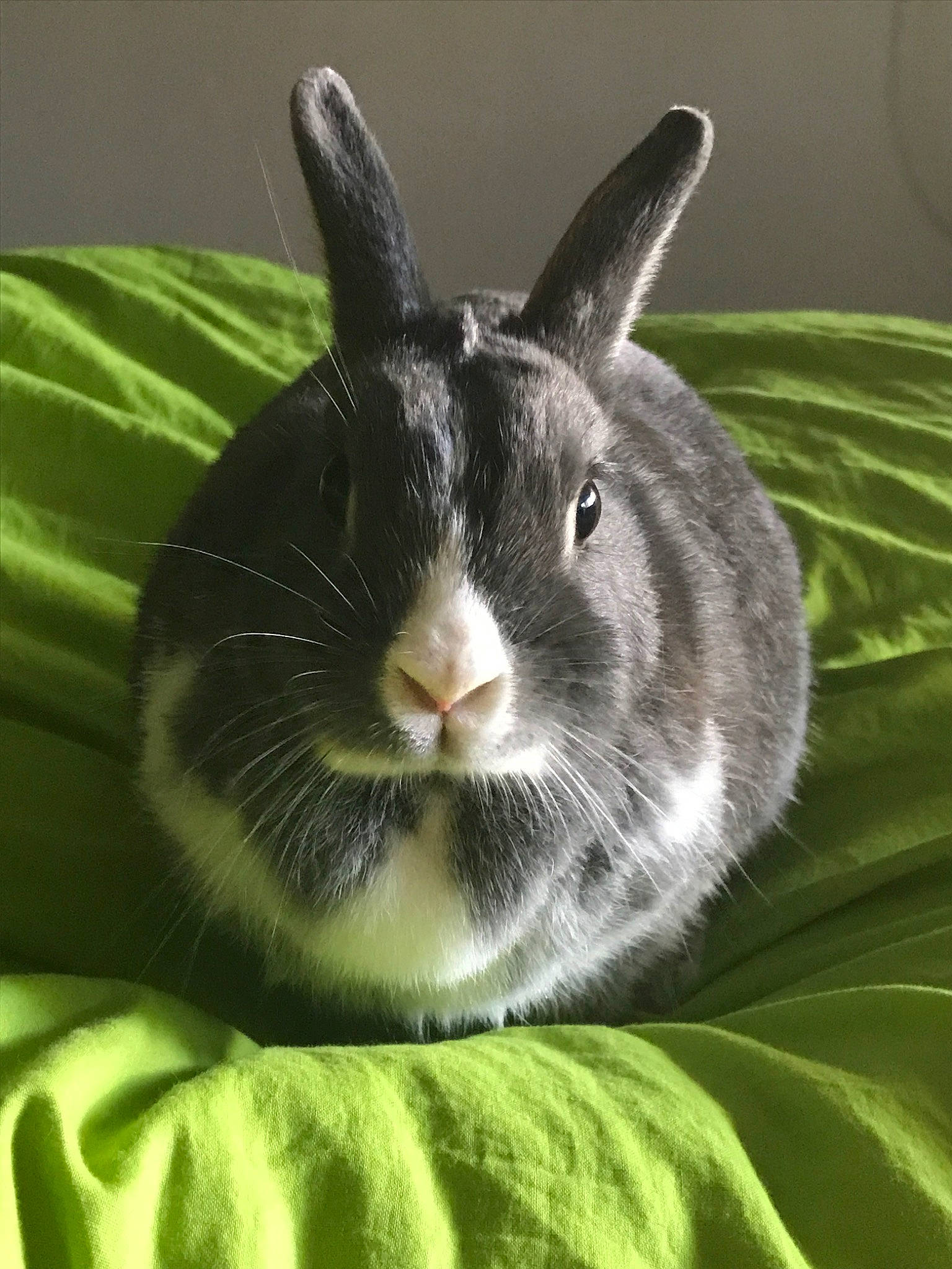 Lolly a rejoint le concours — aidez-le/la à gagner de superbes lots ! domestic_rabbit, ear, grass, hare, organism, plant, rabbit, rabbits_and_hares, snout, whiskers, wildlife