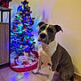 dog, christmas_tree, holiday_decor, indoor, tile_floor, pet, festive, lights, wall, sitting, decorations, red, green, white, brown, animal, cute, companion, home, calm