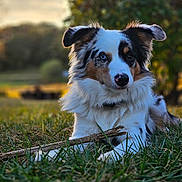 Dallas Kai joined the competition — help win amazing prizes! dog, grass, stick, outdoor, animal, pet, fur, blue_eye, brown_eye, tri_color, nature, playing, lying_down, ears, nose, close_up, portrait, canine, summer, daylight