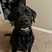 Hussle is registered to the contest to win money with this photo: animal, bodypart, canine, dog, face, head, hound, labradorretriever, mouth, person, pet, pointer, policedog, puppy
