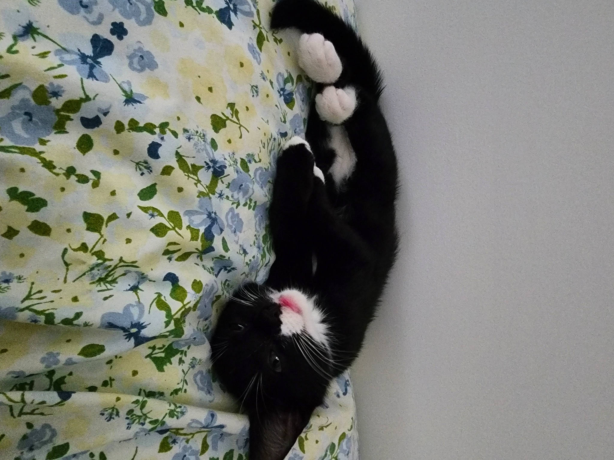 Layla is registered to the contest to win money with this photo: canidae, carnivore, cat, companion_dog, dog_breed, felidae, foot, fur, grass, natural_material, non_sporting_group, pattern, plant, small_to_medium_sized_cats, sporting_group, tail, terrestrial_animal, tree, whiskers