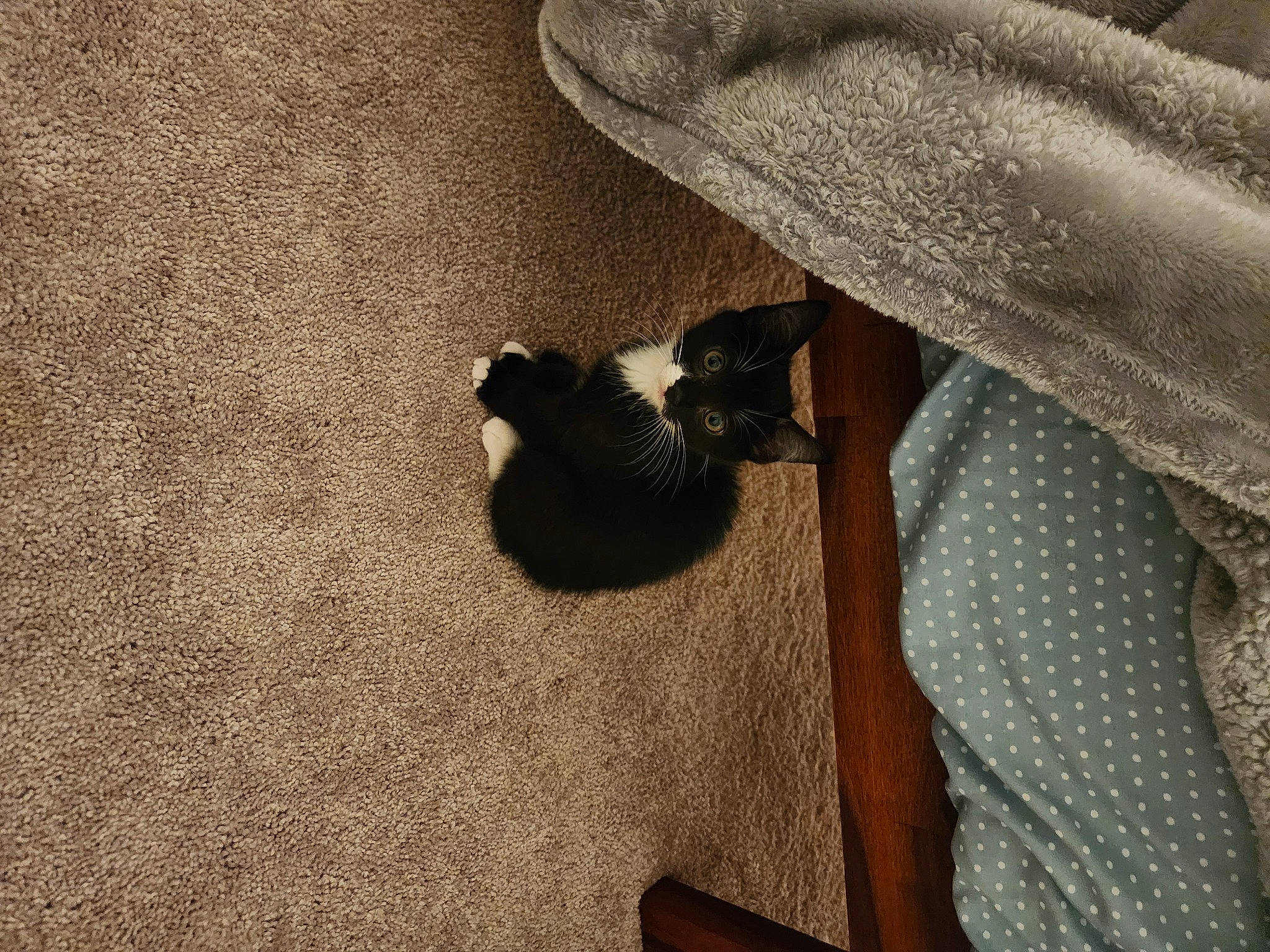 Layla joined the competition — help win amazing prizes! beige, brown, comfort, concrete, fawn, felidae, flooring, grey, hardwood, human_leg, landscape, mammal, pattern, road_surface, shadow, sleeve, soil, textile, tints_and_shades, wood