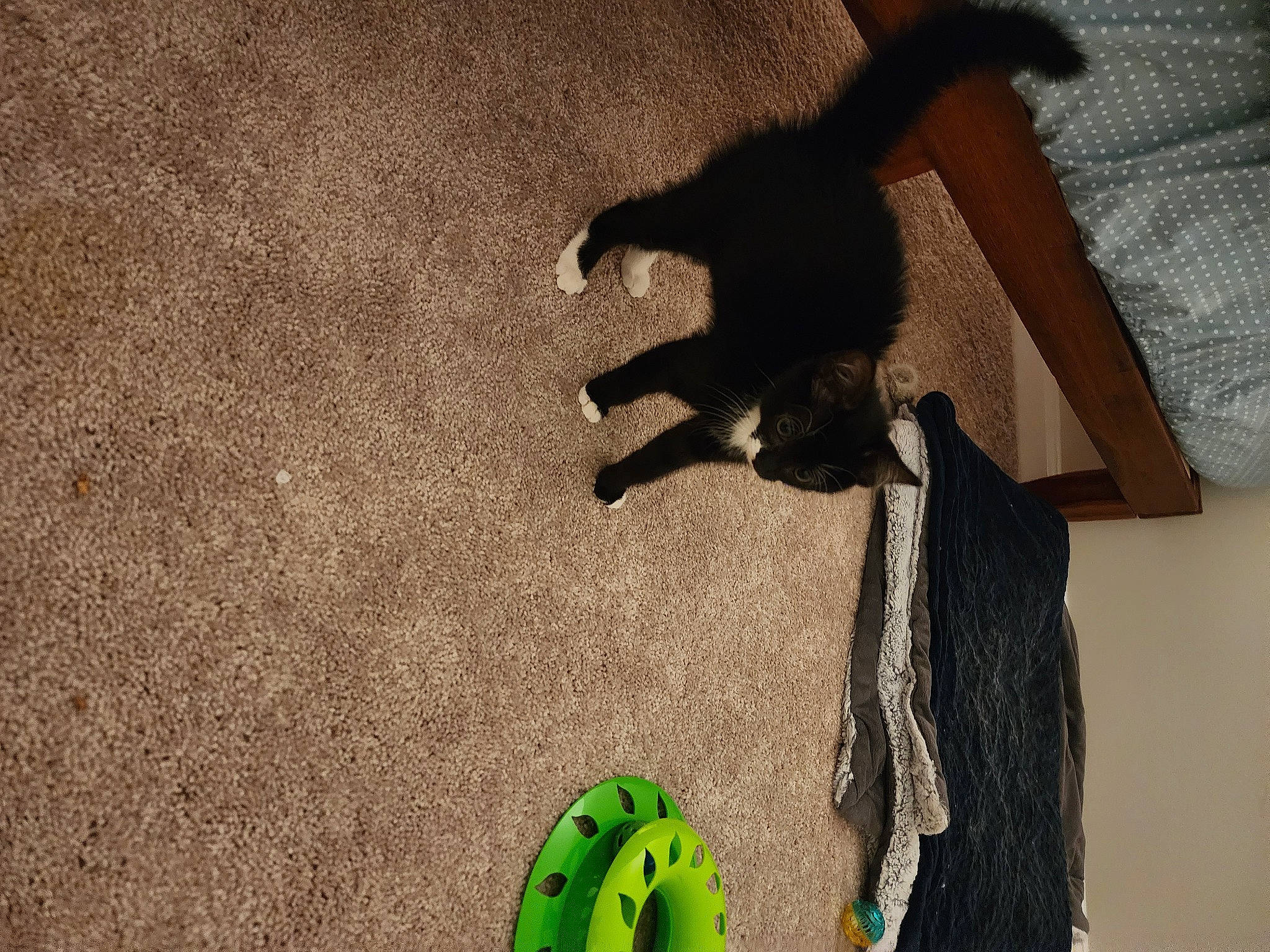 Layla joined the competition — help win amazing prizes! canidae, carnivore, comfort, companion_dog, dog, dog_breed, fawn, felidae, flooring, foot, fur, hardwood, human_leg, paw, pet_supply, shadow, small_to_medium_sized_cats, sporting_group, tail, wood