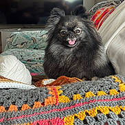 Izzy joined the competition — help win amazing prizes! dog, small_dog, fluffy, black_fur, tongue_out, pet, indoor, crochet_blanket, yarn, sofa, cushion, television, portrait, cute, smiling_dog, cozy, pointy_ears, fur_texture, living_room, home