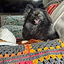 dog, small_dog, fluffy, black_fur, tongue_out, pet, indoor, crochet_blanket, yarn, sofa, cushion, television, portrait, cute, smiling_dog, cozy, pointy_ears, fur_texture, living_room, home