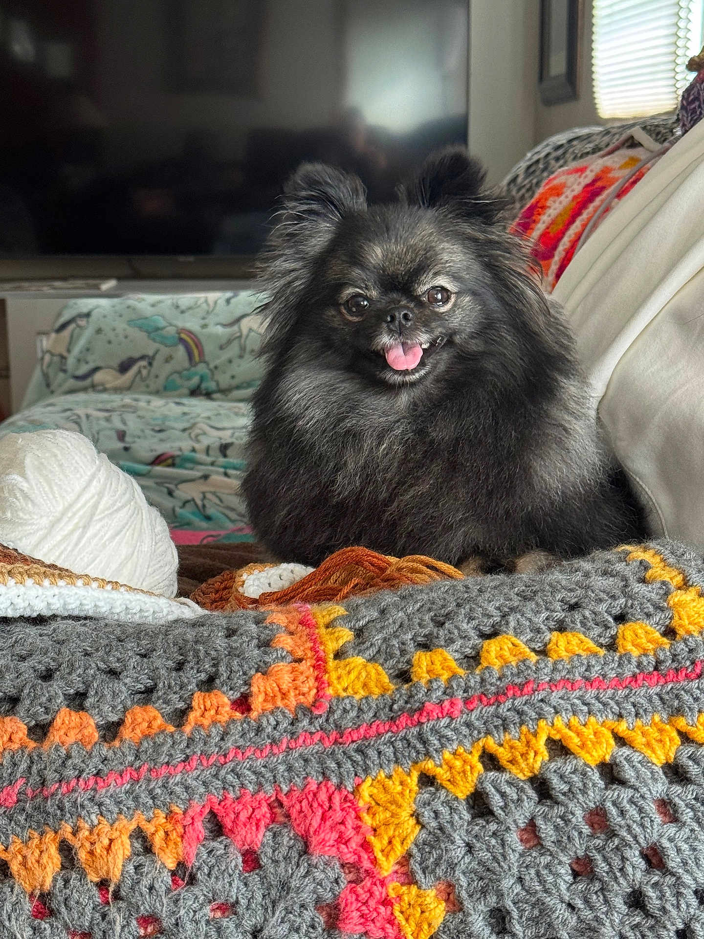 Izzy joined the competition — help win amazing prizes! dog, small_dog, fluffy, black_fur, tongue_out, pet, indoor, crochet_blanket, yarn, sofa, cushion, television, portrait, cute, smiling_dog, cozy, pointy_ears, fur_texture, living_room, home