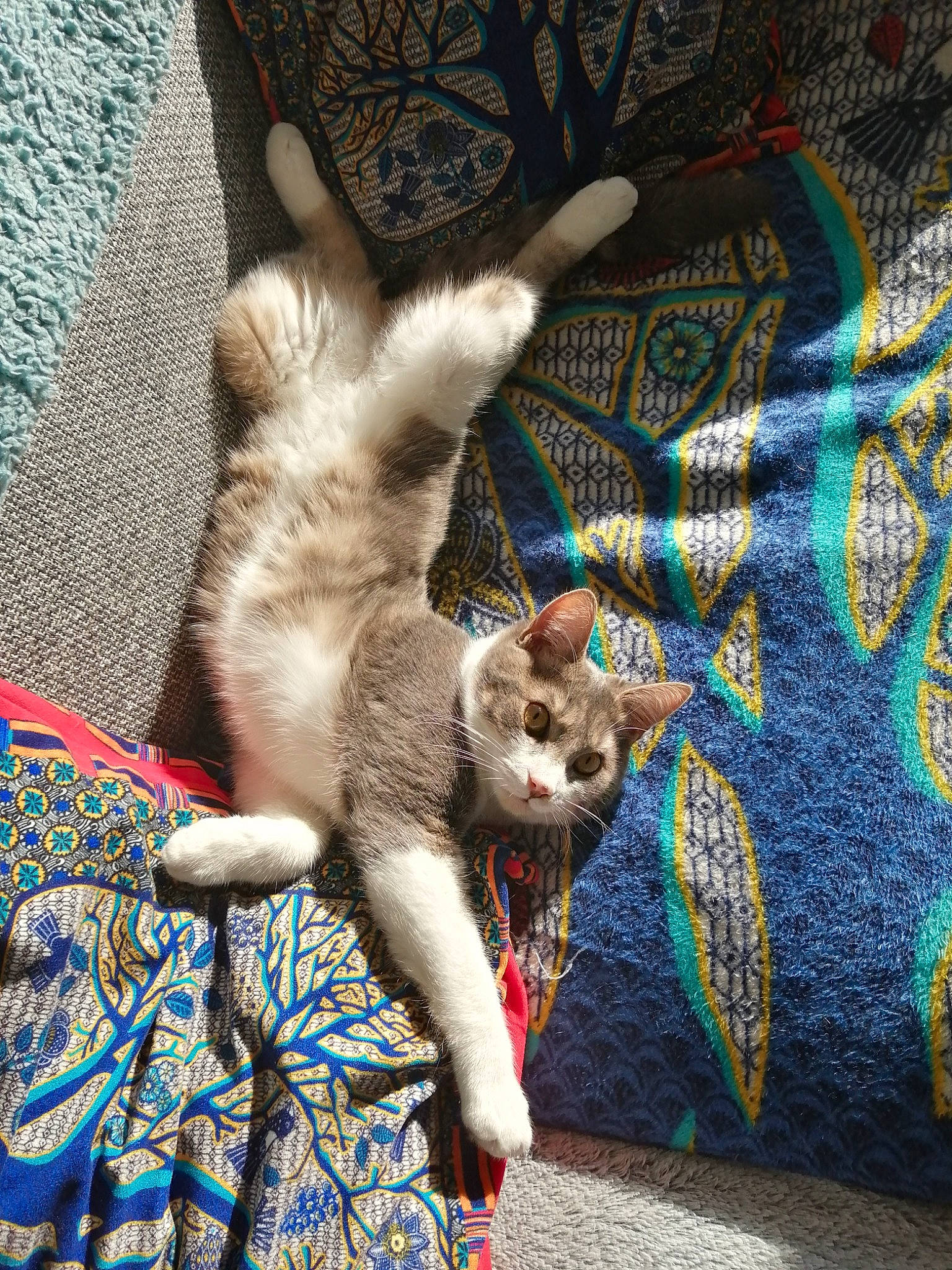 Alf a rejoint le concours — aidez-le/la à gagner de superbes lots ! art, carnivore, cat, claw, comfort, domestic_short_haired_cat, electric_blue, fawn, felidae, fur, nap, pattern, paw, plant, siamese, small_to_medium_sized_cats, snout, tail, tree, whiskers