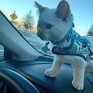 Sprigatito is registered to the contest to win money with this photo: animal, blue_eyes, blue_sky, car_dashboard, cat, close_up, curious, daylight, domestic_animal, feline, harness, indoor, kitten, pet, small_pet, sunset, transportation, vehicle_interior, whiskers, window