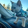 animal, blue_eyes, blue_sky, car_dashboard, cat, close_up, curious, daylight, domestic_animal, feline, harness, indoor, kitten, pet, small_pet, sunset, transportation, vehicle_interior, whiskers, window