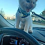 Sprigatito joined the competition — help win amazing prizes! animal, car_interior, cat, closeup, collar, dashboard, daylight, expressive, kitten, leash, nature, outdoor, pet, sky, speedometer, steering_wheel, vehicle, white_cat, window, young_cat