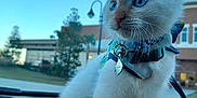 Sprigatito is registered to the contest to win money with this photo: animal, blue_eyes, building, car_dashboard, cat, close_up, collar, curious, daylight, domestic_cat, harness, kitten, outdoor, paw, pet, sky, tag, whiskers, white_fur, young_cat