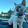 animal, blue_eyes, building, car_dashboard, cat, close_up, collar, curious, daylight, domestic_cat, harness, kitten, outdoor, paw, pet, sky, tag, whiskers, white_fur, young_cat