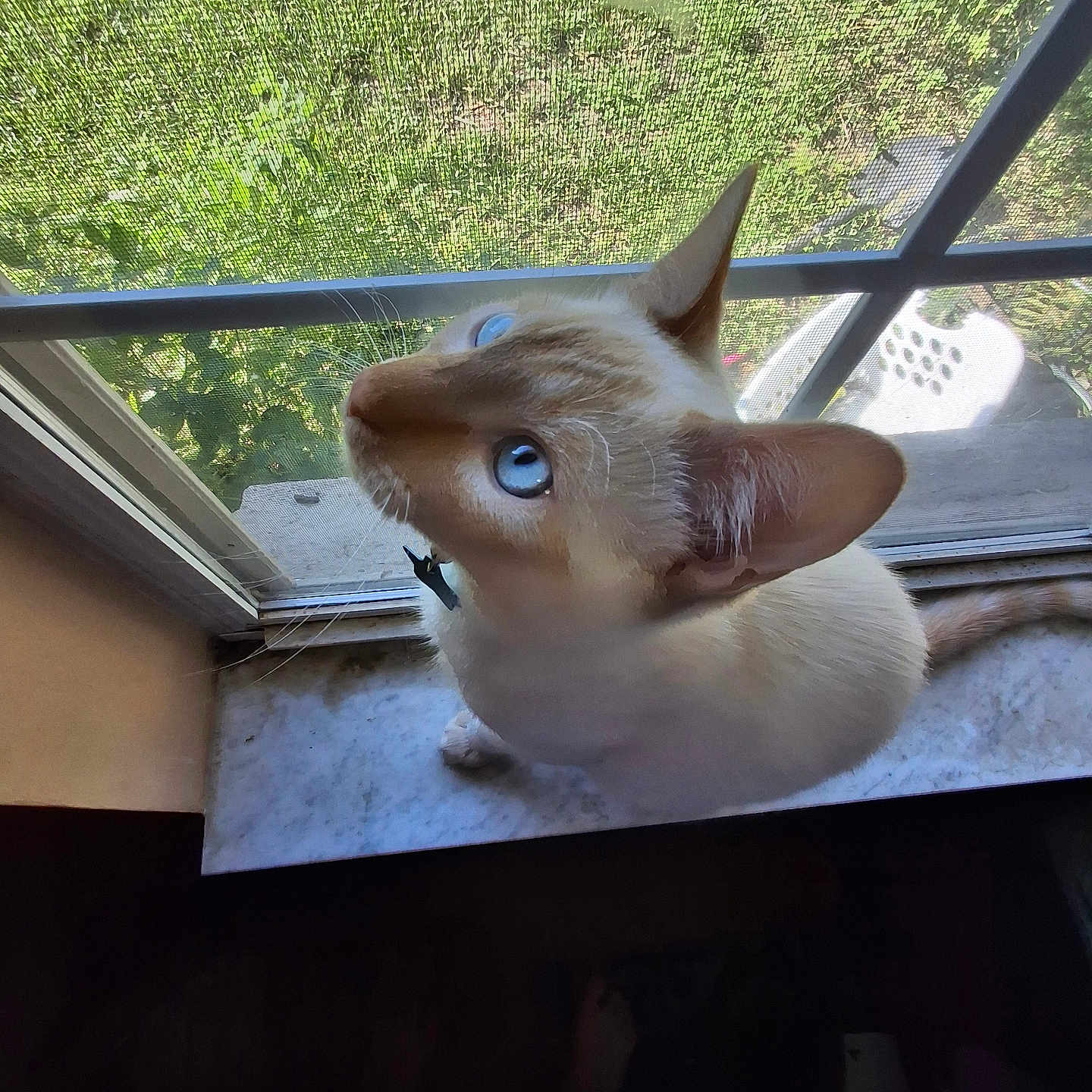 Sprigatito joined the competition — help win amazing prizes! animal, blue_eyes, cat, close_up, curious, domestic_cat, ears, feline, greenery, home, indoor, looking_up, marble_windowsill, natural_light, outdoor_view, pet, screen, tail, whiskers, window