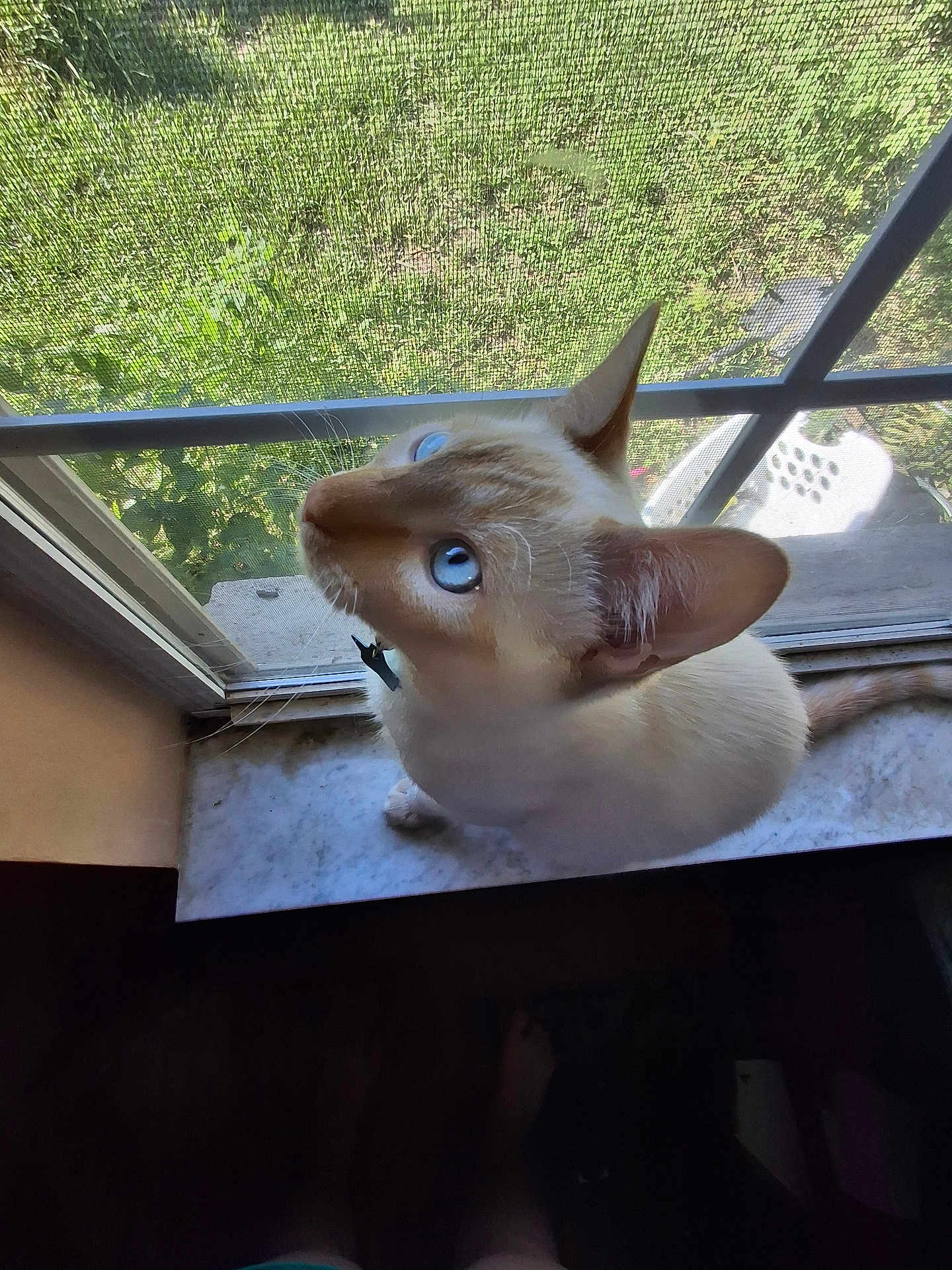 Sprigatito joined the competition — help win amazing prizes! animal, blue_eyes, cat, close_up, curious, domestic_cat, ears, feline, greenery, home, indoor, looking_up, marble_windowsill, natural_light, outdoor_view, pet, screen, tail, whiskers, window