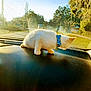 Sprigatito is registered to the contest to win money with this photo: animal, bow_tie, car, cat, collar, curious, dashboard, domestic_cat, kitten, morning_light, nature, outdoor, pet, road, side_view, sky, suburban, sunlight, trees, white_fur