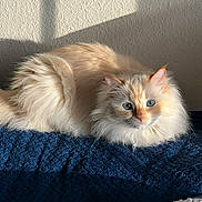 Winnie joined the competition — help win amazing prizes! cat, fluffy, cream_colored, blue_eyes, lounging, blanket, indoor, sunlight, shadow, wall, pet, feline, cozy, relaxed, fur, animal, domestic, cute, resting, soft