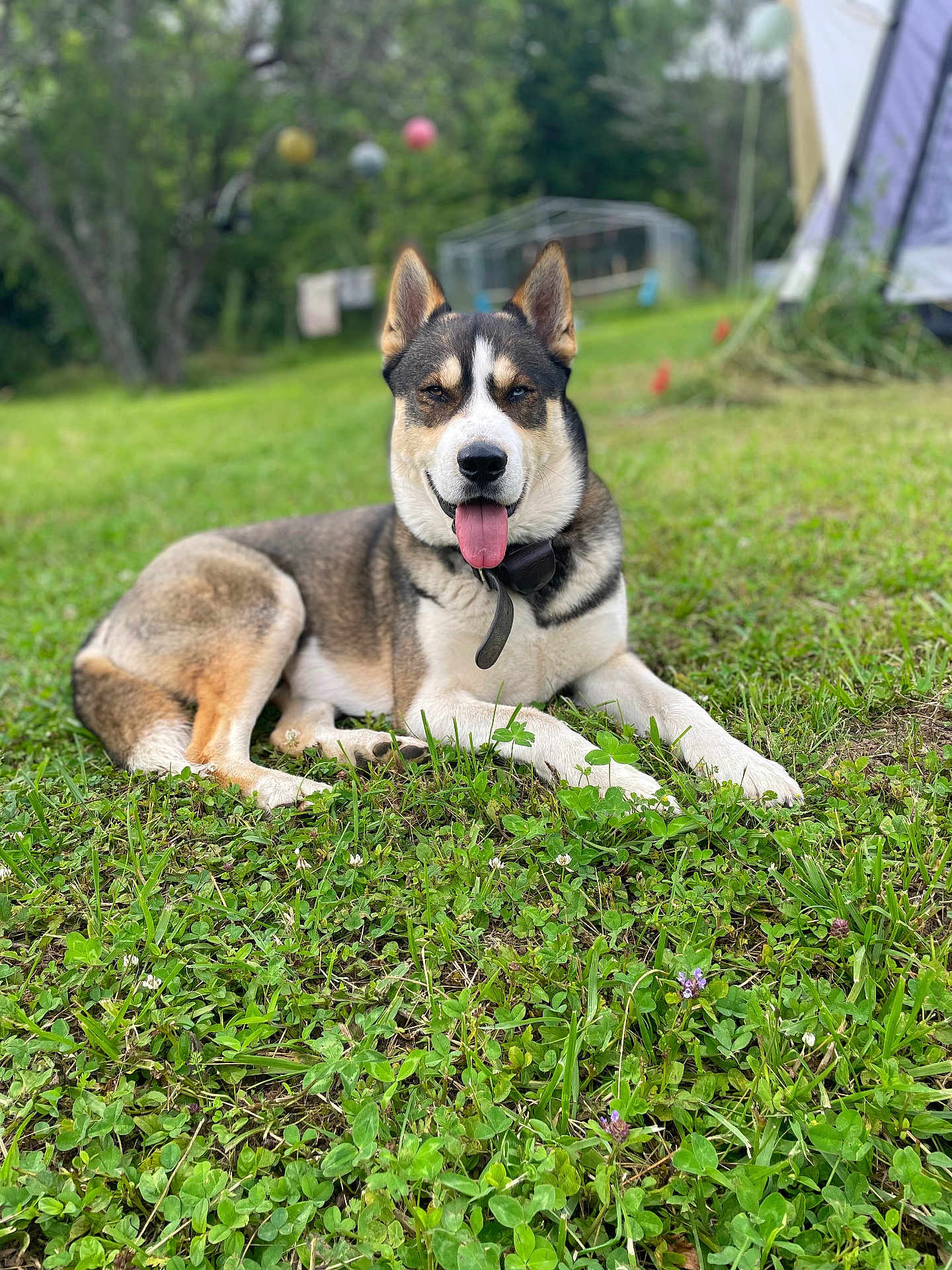 Ginko participe au concours pour gagner de l'argent avec cette photo : dog, animal, outdoor, grass, greenery, tongue_out, happy, pet, nature, clover, flower, canine, relaxed, lying_down, summer, daylight, ears_up, collar, mammal, backyard