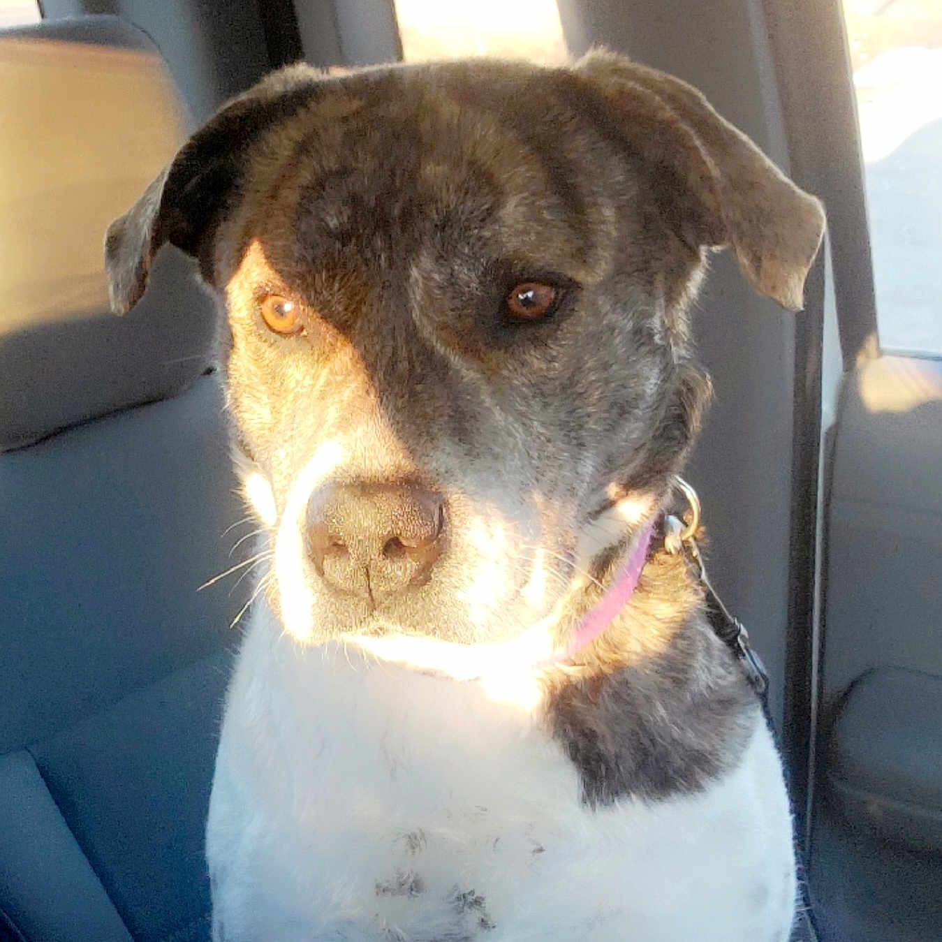 Bia Rose is registered to the contest to win money with this photo: accessories, animal, ball, beagle, belt, boxer, bulldog, canine, cushion, dog, football, greatdane, homedecor, hound, labradorretriever, pet, pitbull, pointer, puppy, soccer