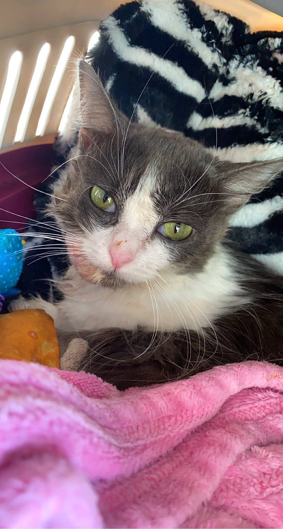 Poupette a rejoint le concours — aidez-le/la à gagner de superbes lots ! basket, carnivore, cat, cat_bed, cat_supply, claw, comfort, domestic_short_haired_cat, eye, felidae, fur, iris, paw, small_to_medium_sized_cats, snout, tail, whiskers