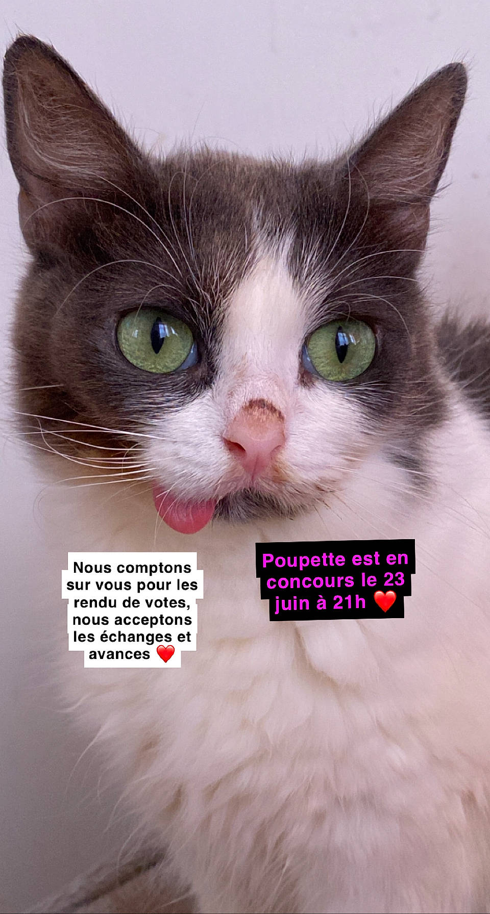 Poupette a rejoint le concours — aidez-le/la à gagner de superbes lots ! carnivore, cat, collar, curious, domestic_short_haired_cat, eyelash, felidae, font, fur, graphics, internet_meme, nose, paw, pet_supply, photo_caption, rectangle, small_to_medium_sized_cats, snout, terrestrial_animal, whiskers