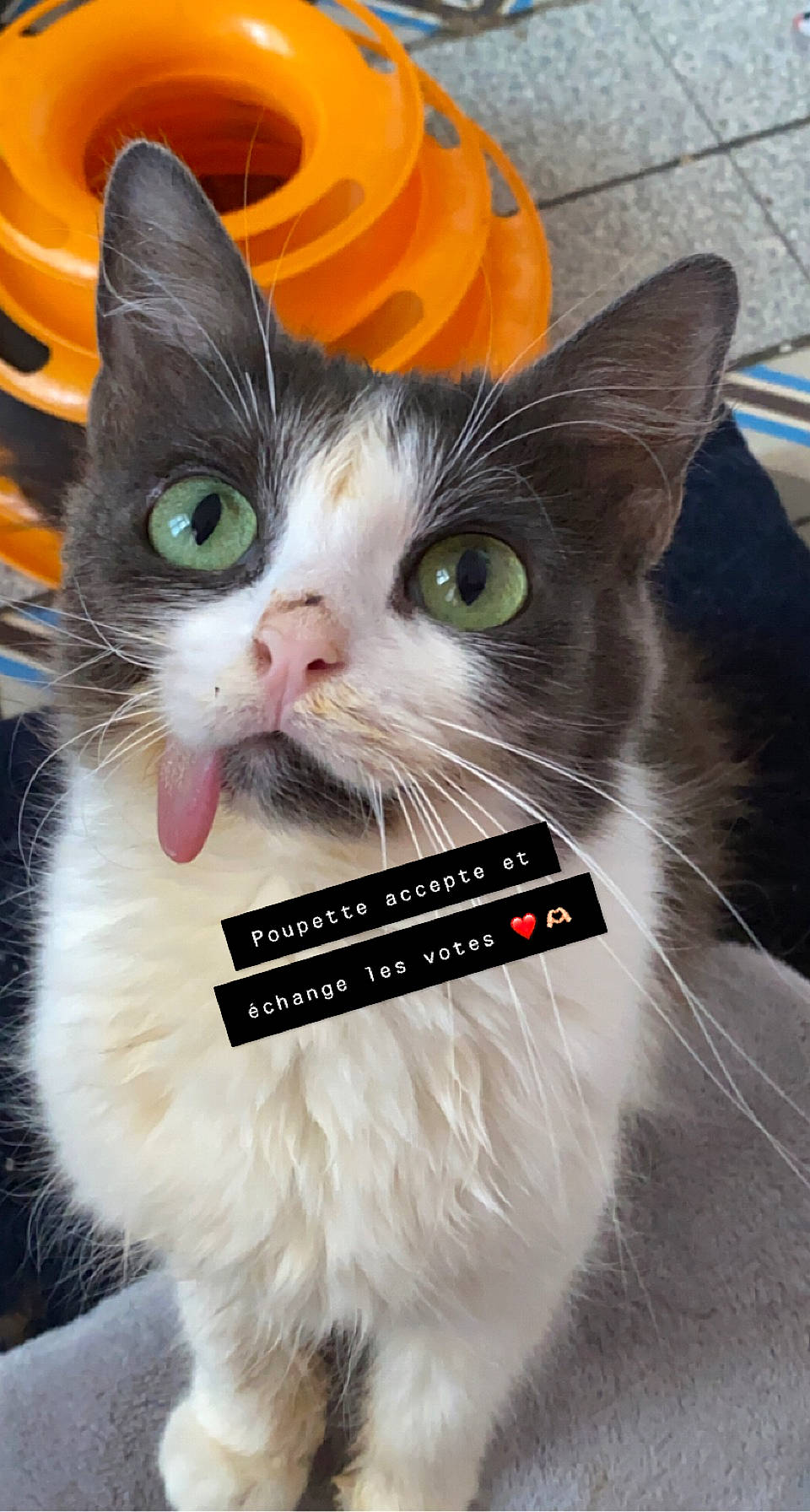 Poupette a rejoint le concours — aidez-le/la à gagner de superbes lots ! carnivore, cat, domestic_short_haired_cat, felidae, font, fur, paw, photo_caption, photograph, small_to_medium_sized_cats, snapshot, snout, tail, terrestrial_animal, whiskers, white, yellow