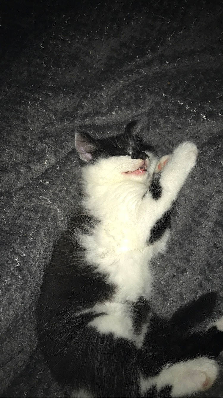 Kwashi joined the competition — help win amazing prizes! aegean_cat, american_wirehair, black, black_and_white, carnivore, cat, domestic_short_haired_cat, european_shorthair, felidae, fur, kitten, mammal, norwegian_forest_cat, paw, polydactyl_cat, small_to_medium_sized_cats, snout, tail, whiskers