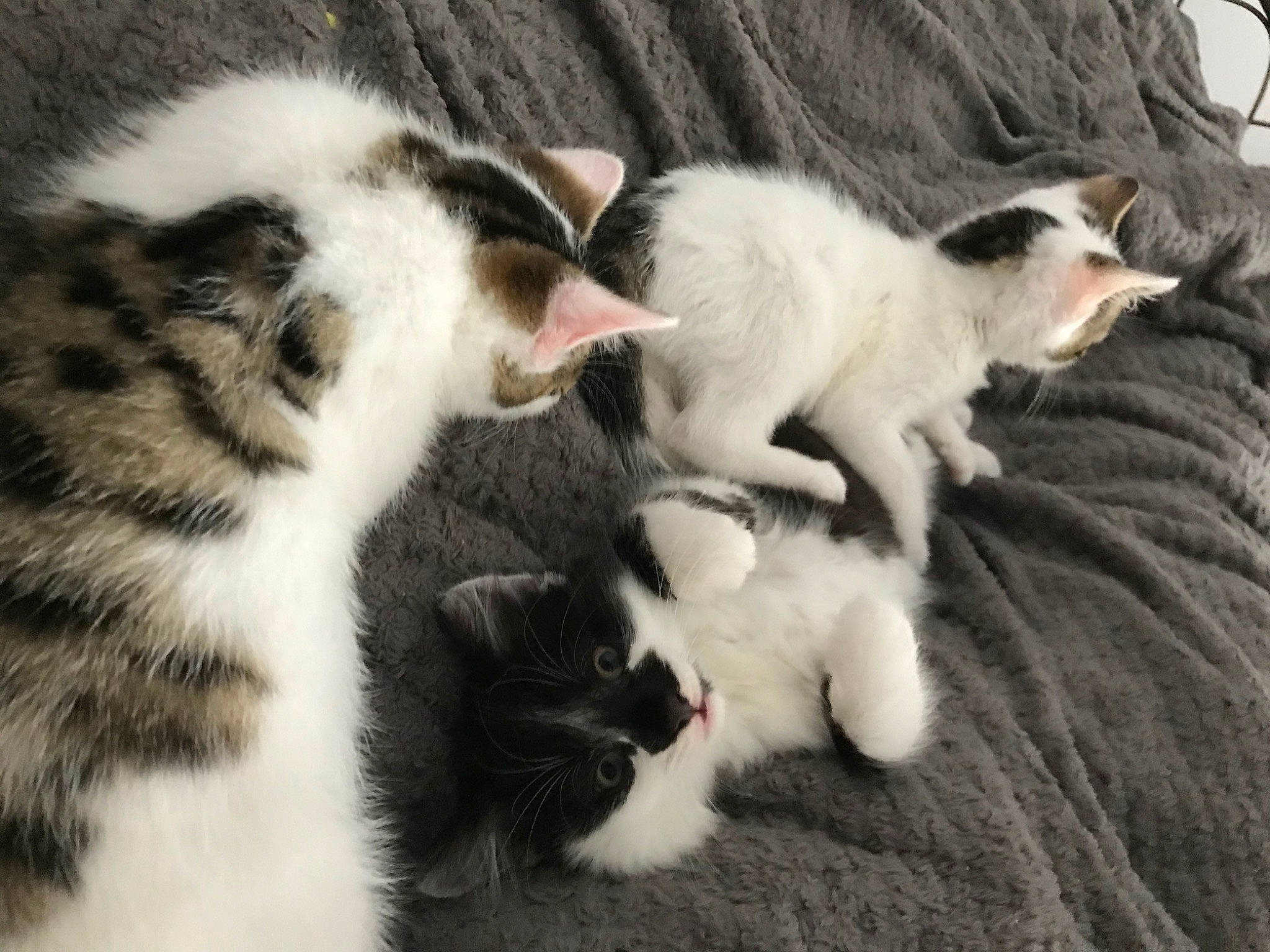 Kwashi is registered to the contest to win money with this photo: carnivore, cat, felidae, fur, kitten, mammal, paw, polydactyl_cat, small_to_medium_sized_cats, tail, whiskers