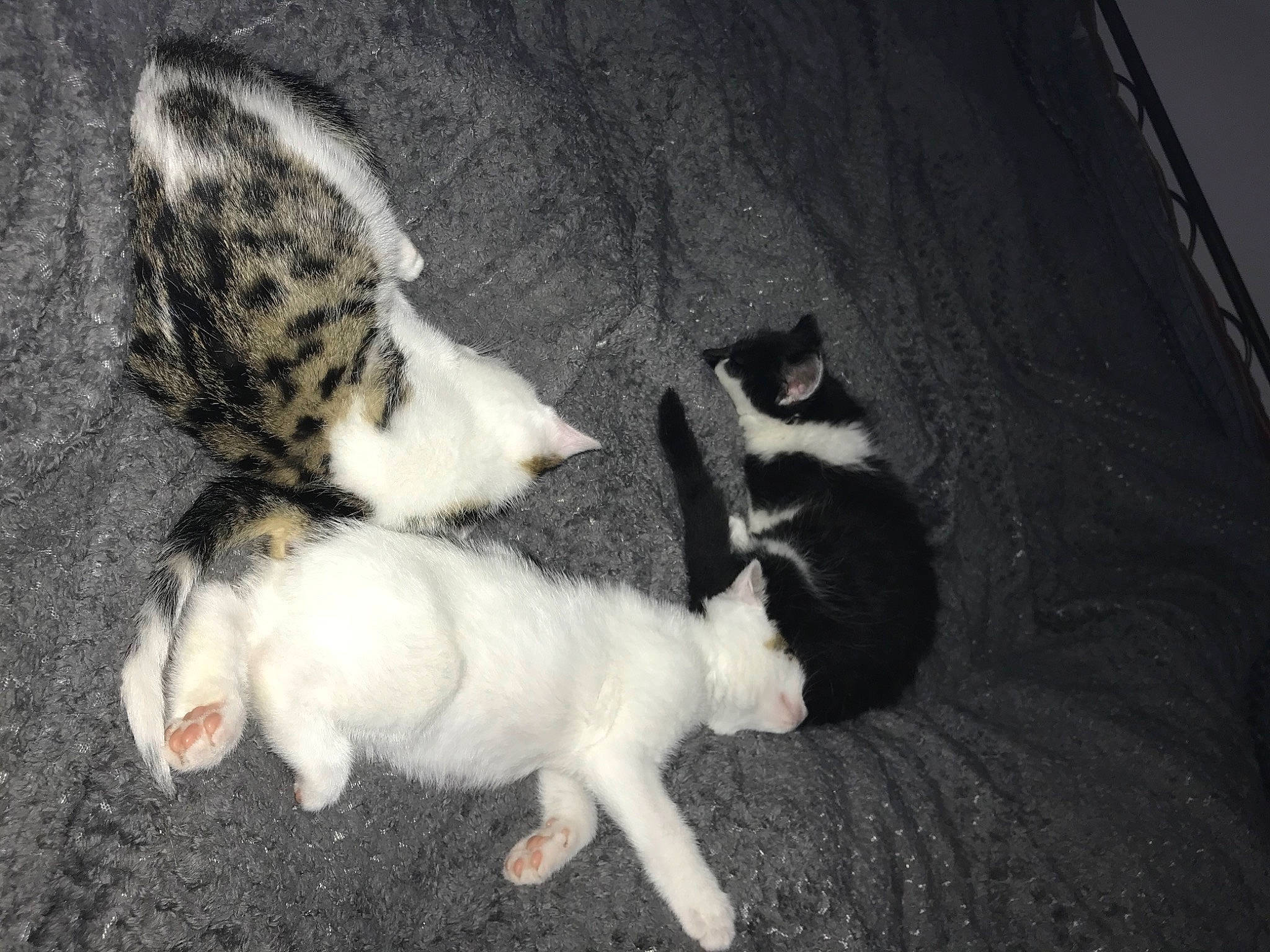 Kwashi is registered to the contest to win money with this photo: carnivore, cat, domestic_short_haired_cat, felidae, fur, kitten, mammal, paw, polydactyl_cat, small_to_medium_sized_cats, tail, whiskers