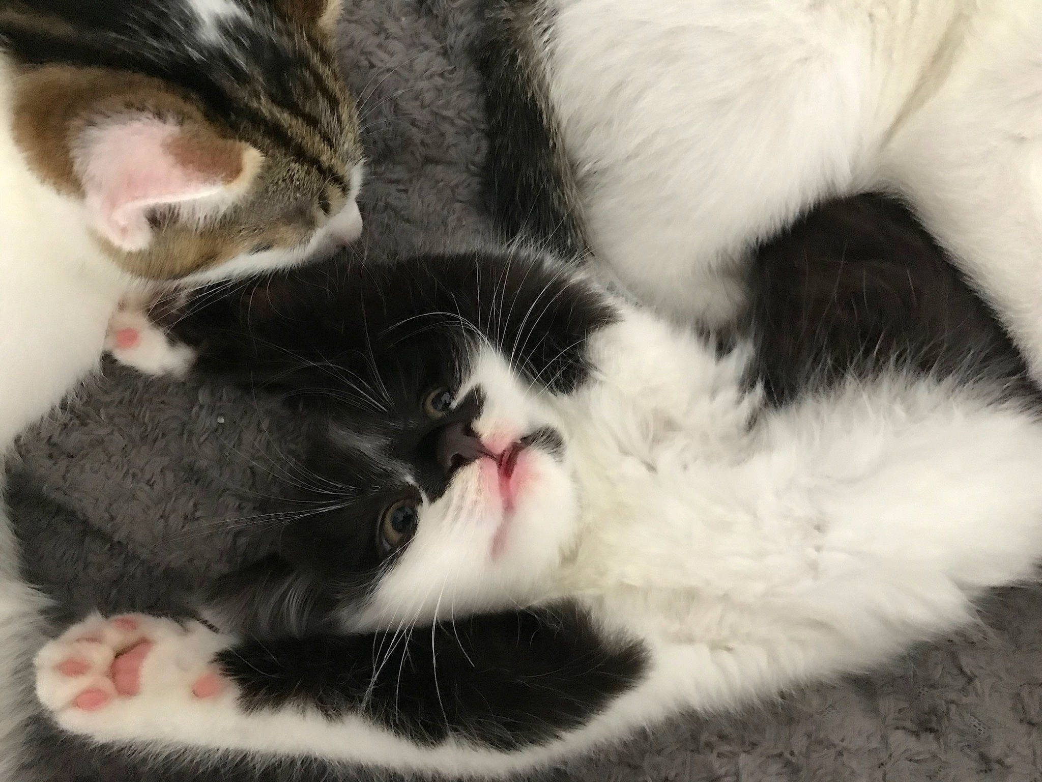 Kwashi joined the competition — help win amazing prizes! aegean_cat, american_wirehair, asian, black_and_white, carnivore, cat, claw, domestic_short_haired_cat, ear, european_shorthair, felidae, fur, kitten, mammal, paw, polydactyl_cat, small_to_medium_sized_cats, snout, tail, whiskers