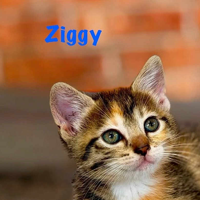 Ziggy