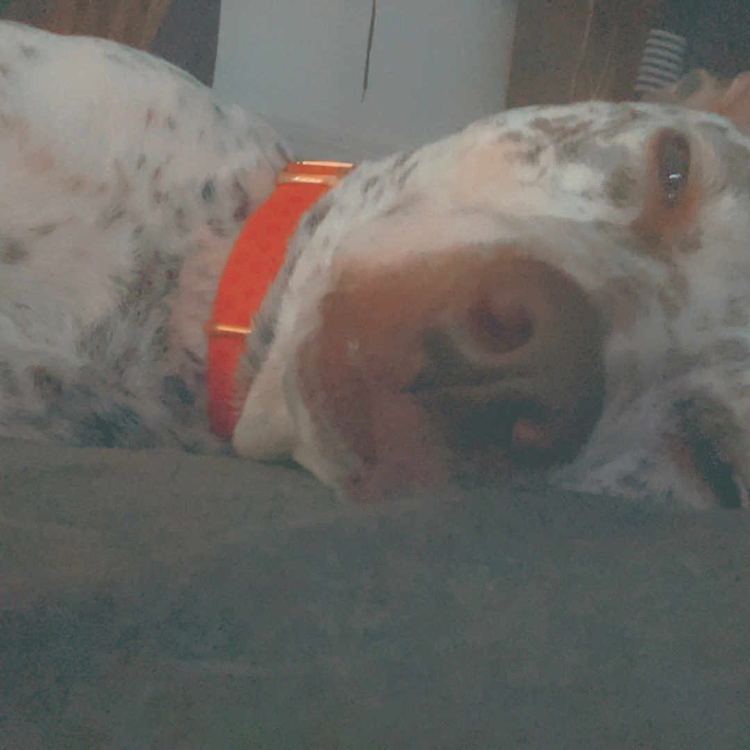 Sydney is registered to the contest to win money with this photo: animal, armchair, bulldog, canine, chair, dalmatian, dog, face, furniture, greatdane, head, hound, person, pet, pitbull, pointer, puppy, sleeping