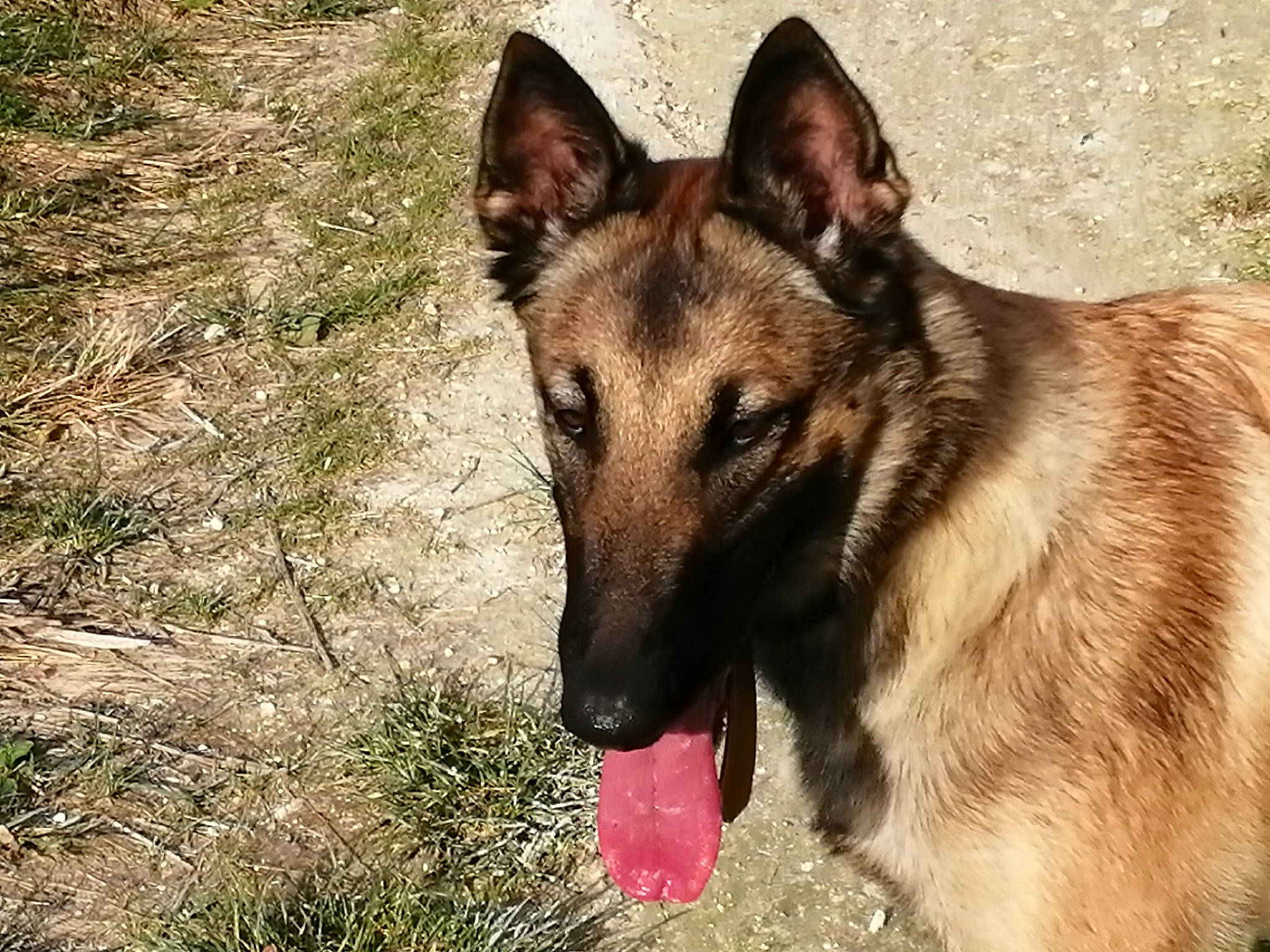 Rya a rejoint le concours — aidez-le/la à gagner de superbes lots ! belgian_shepherd_malinois, canidae, carnivore, dog, dog_breed, east_european_shepherd, fawn, fur, german_shepherd_dog, grass, herding_dog, king_shepherd, old_german_shepherd_dog, snout, sporting_group, terrestrial_animal, wildlife, working_animal, working_dog