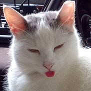 Gizmo joined the competition — help win amazing prizes! cat, blep, white_fur, gray_patches, pink_tongue, close_up, pet, animal, whiskers, ears, face, feline, cute, sleepy_eyes, indoor, fur, mammal, tongue_out, expression, portrait