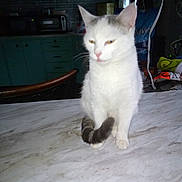 Gizmo joined the competition — help win amazing prizes! animal, appliances, cat, chair, counter, dim_light, domestic_animal, feline, fur, furniture, household, indoor, kitchen, looking_away, marble_countertop, pet, sitting, tail, unimpressed, white_cat