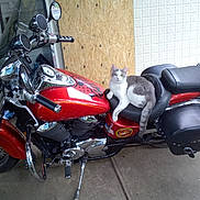 Jojo Bubba Jr is registered to the contest to win money with this photo: american_flag, animal, cat, chrome, domestic_cat, flag, floor, garage, gray_cat, handlebars, mirror, motorcycle, pet, red_motorcycle, reflection, seat, side_view, two_tone_cat, vehicle, white_cat