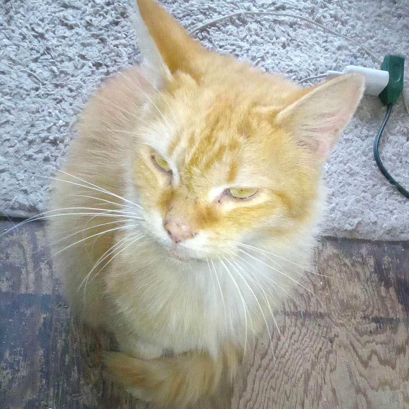 Mr. Leo.