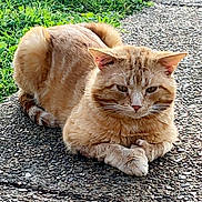 Niko is registered to the contest to win money with this photo: cat, ginger_cat, animal, pet, outdoor, grass, gravel, paws, resting, fur, whiskers, ears, tail, nature, closeup, mammal, cute, relaxed, daylight, serious