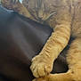Niko is registered to the contest to win money with this photo: cat, orange_tabby, sleeping, paws, pet, fur, whiskers, relaxed, indoor, leather, couch, closeup, nap, domestic_cat, cute, feline, animal, resting, soft, cozy