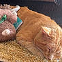 Niko joined the competition — help win amazing prizes! cat, orange_cat, sleeping, stuffed_animal, toy, feline, pet, cozy, resting, fur, whiskers, mat, textured_surface, indoor, closeup, cute, relaxed, domestic_cat, animal, companion